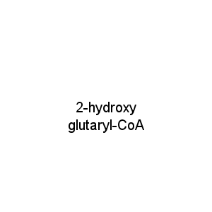 2-hydroxy glutaryl-CoA